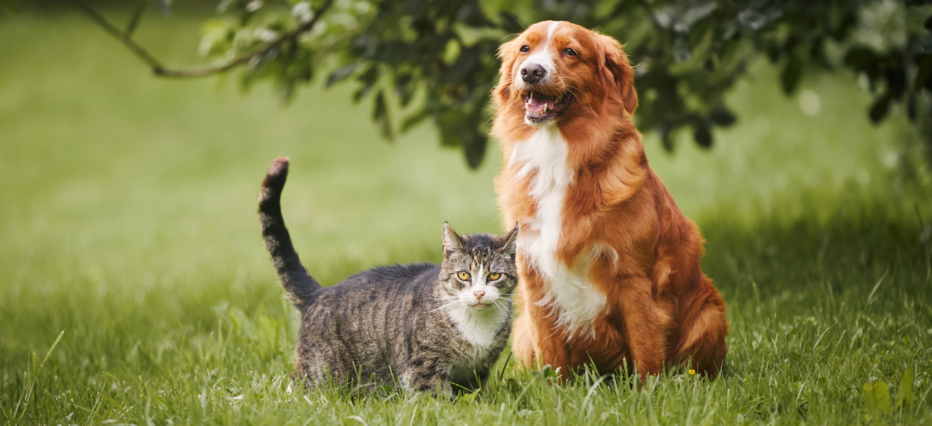 K9 and Feline Pet Services Ltd