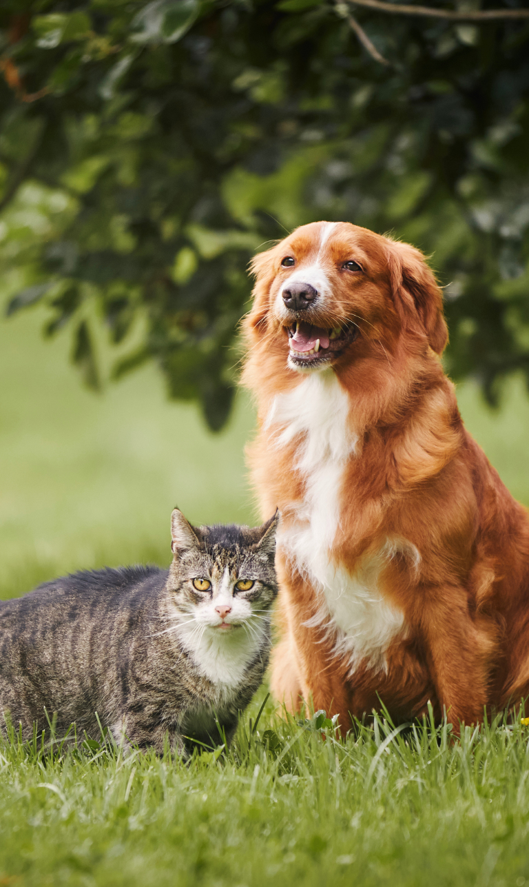 K9 and Feline Pet Services Ltd